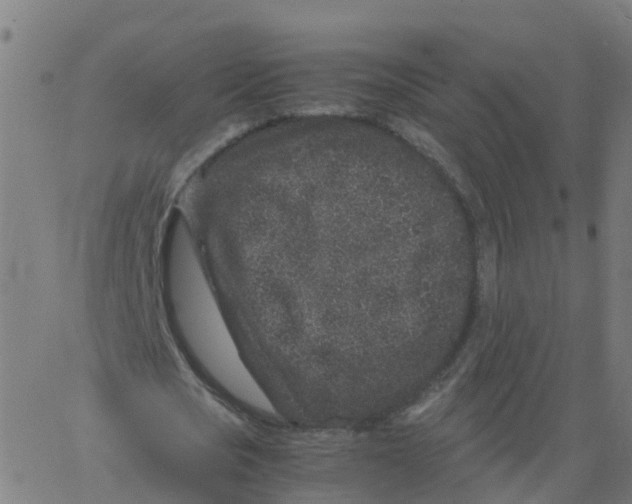 X0000066100721200603312024