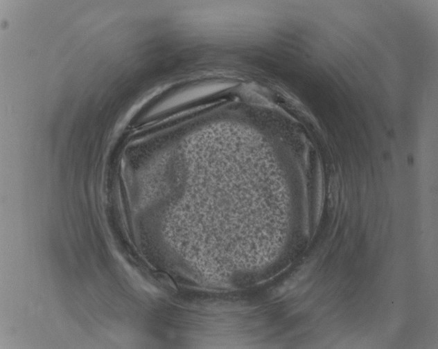 X0000066100722200603312024