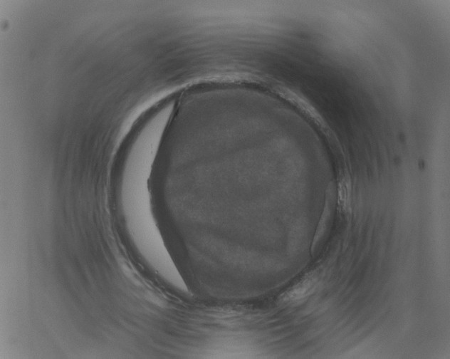 X0000066100724200603312024