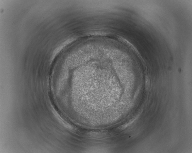 X0000066100725200603312024