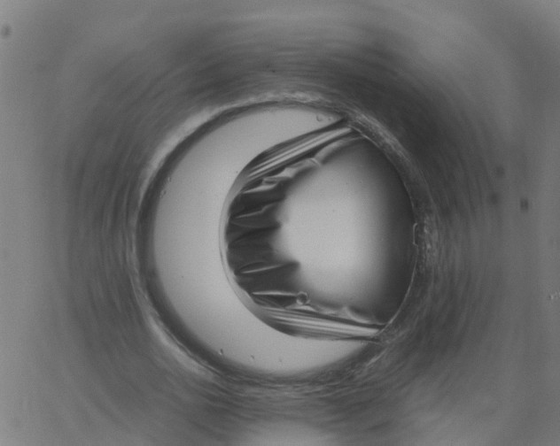 X0000066100726200603312024