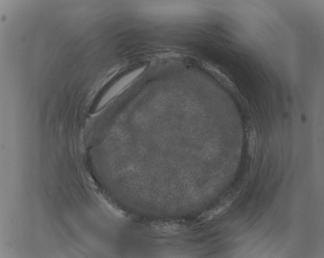 X0000066100729200603312024