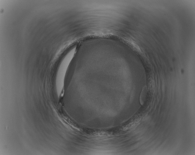 X0000066100736200603312024