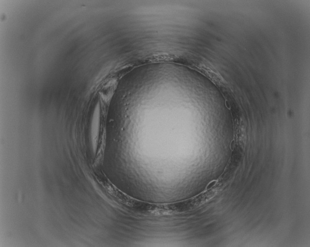 X0000066100742200603312025