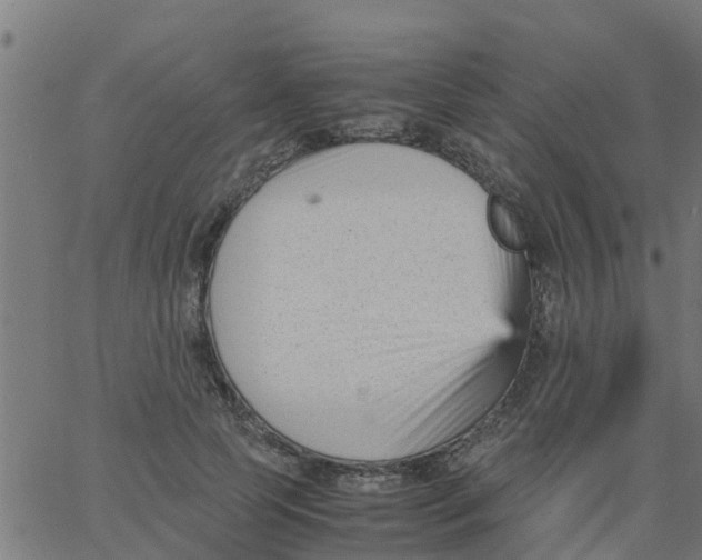 X0000066100745200603312025