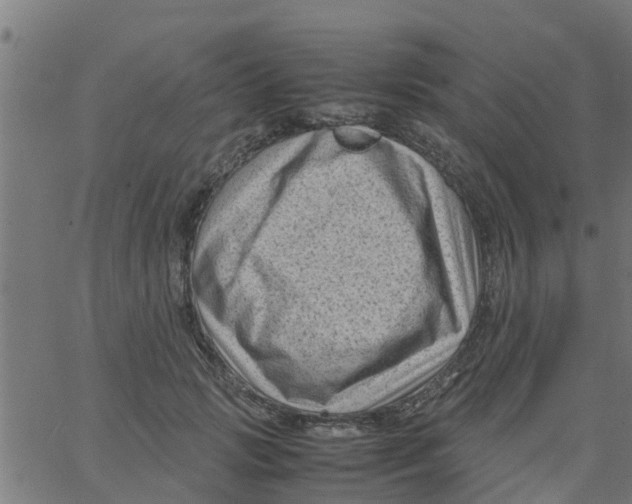 X0000066100749200603312025