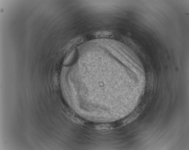 X0000066100761200603312025