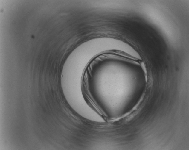 X0000066100766200603312025