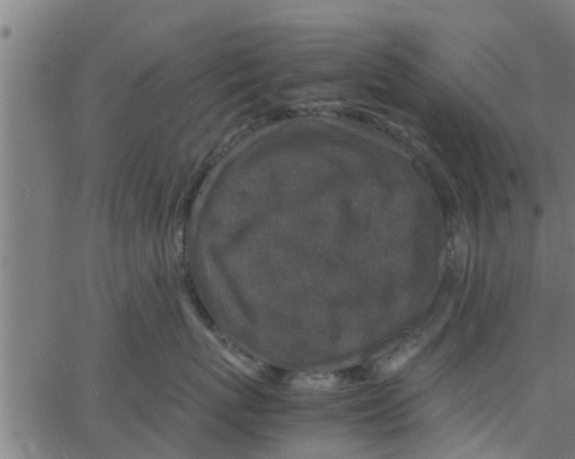 X0000066100767200603312025