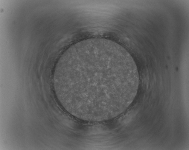 X0000066100769200603312024