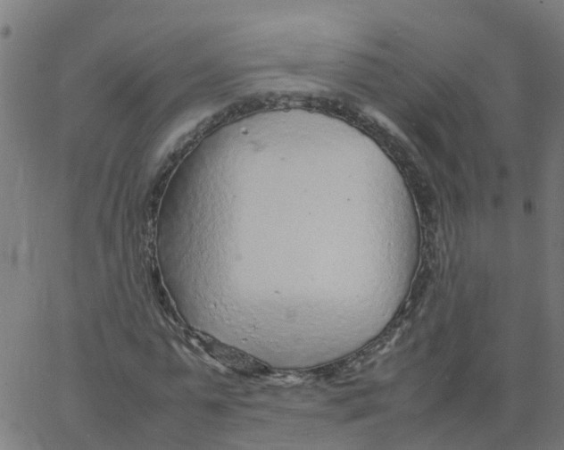 X0000066100775200603312024