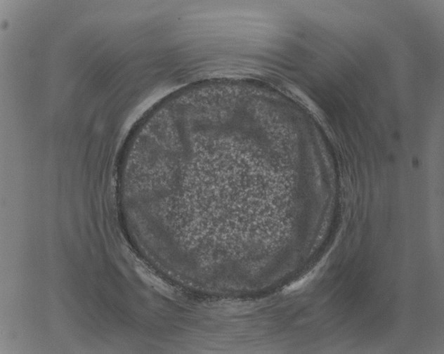 X0000066100779200603312024