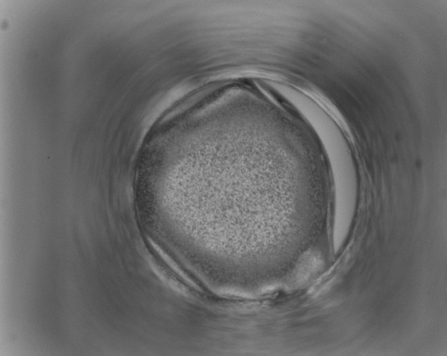 X0000066100813200603312023