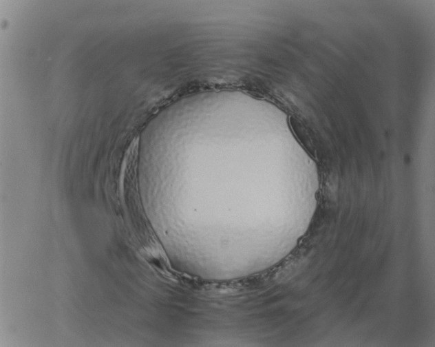 X0000066100817200603312023