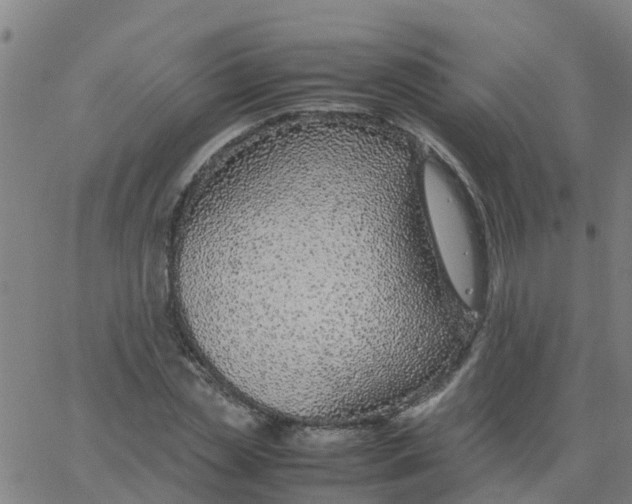 X0000066100829200603312023