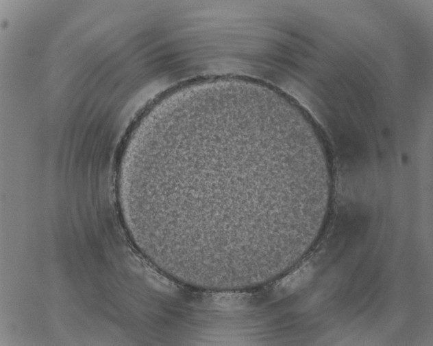 X0000066100832200603312023