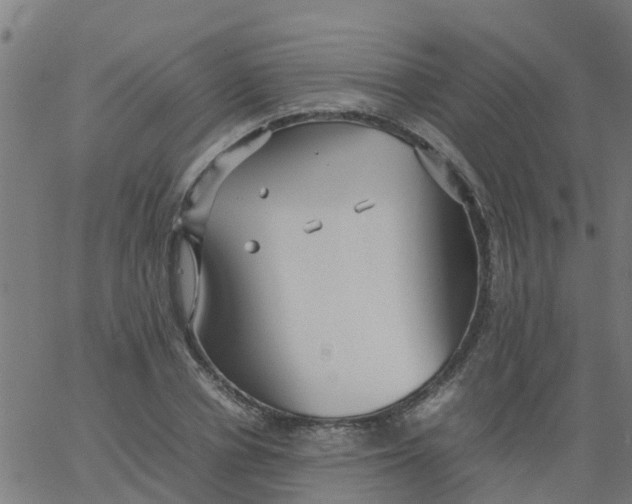 X0000066100834200603312023