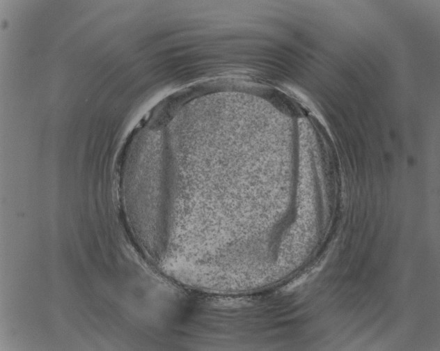 X0000066100835200603312023