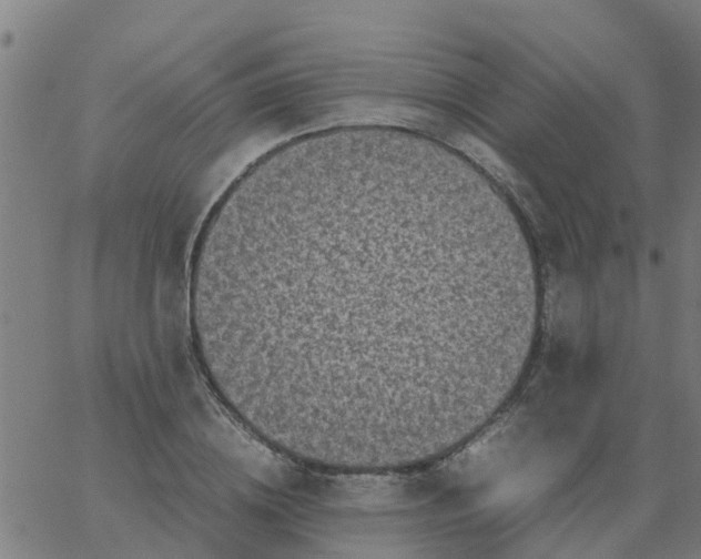 X0000066100836200603312023