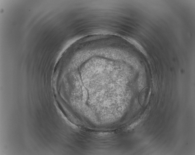 X0000066100839200603312023