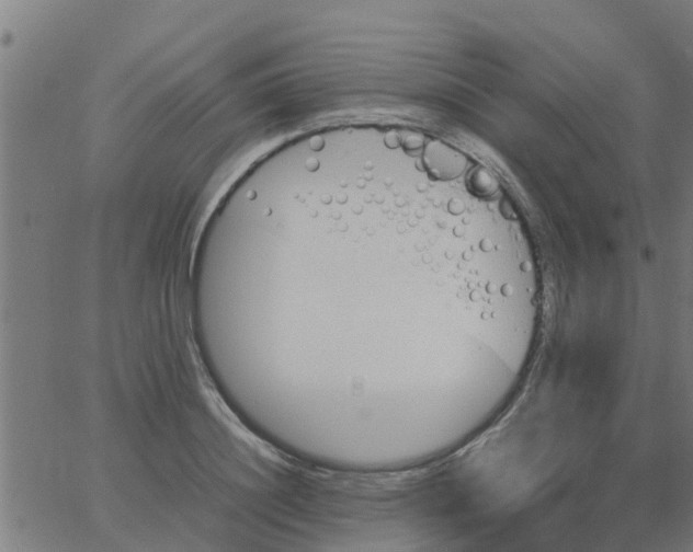 X0000066100844200603312023