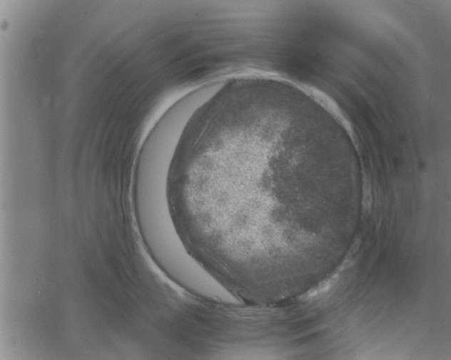 X0000066100863200603312023