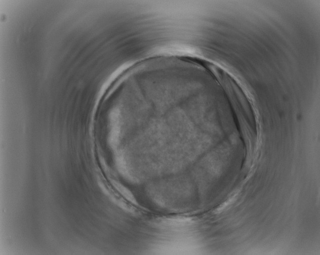 X0000066100864200603312023