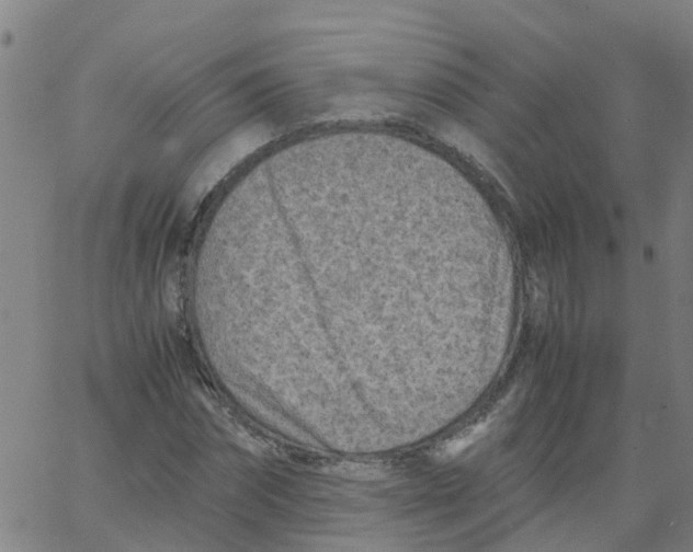 X0000066100874200603312022