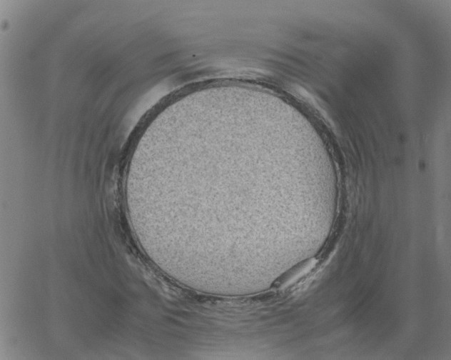 X0000066100875200603312022