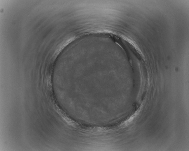 X0000066100881200603312022