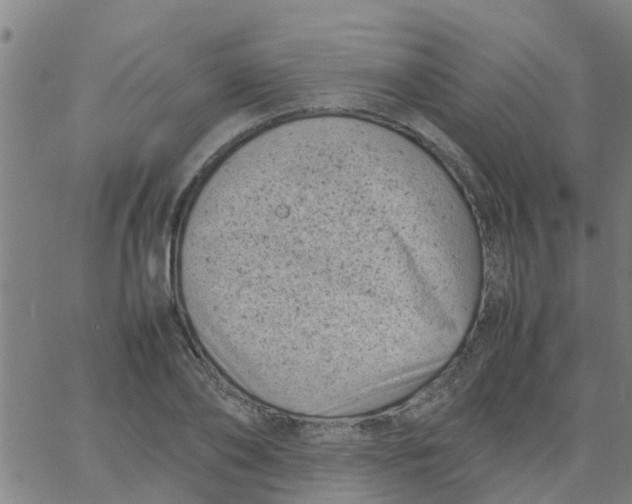 X0000066100886200603312022