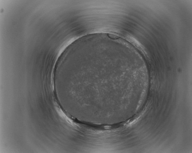 X0000066100892200603312022