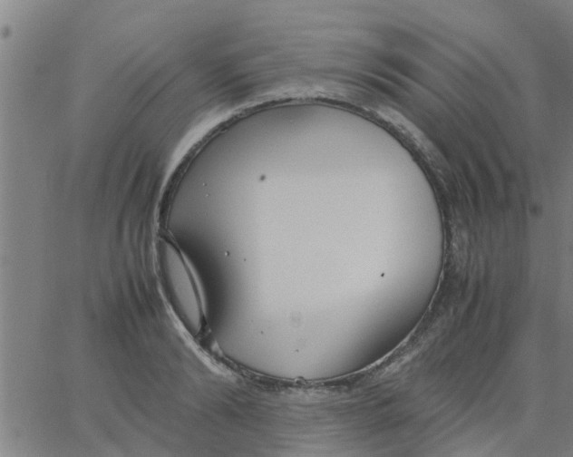 X0000066100894200603312022