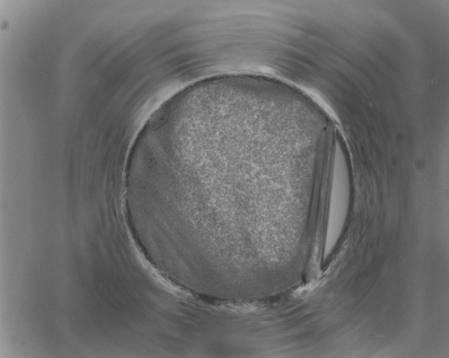 X0000066100895200603312022