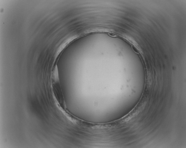 X0000066100898200603312022