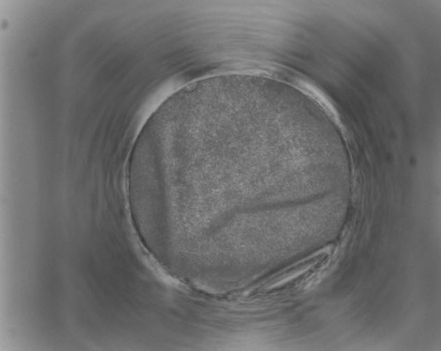 X0000066100907200603312022