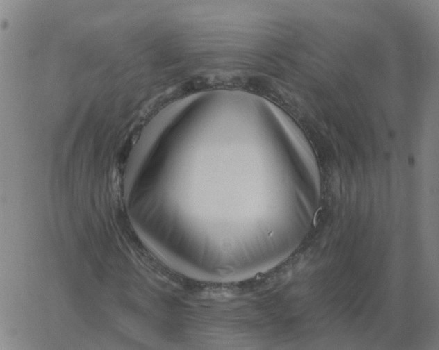 X0000066100914200603312021