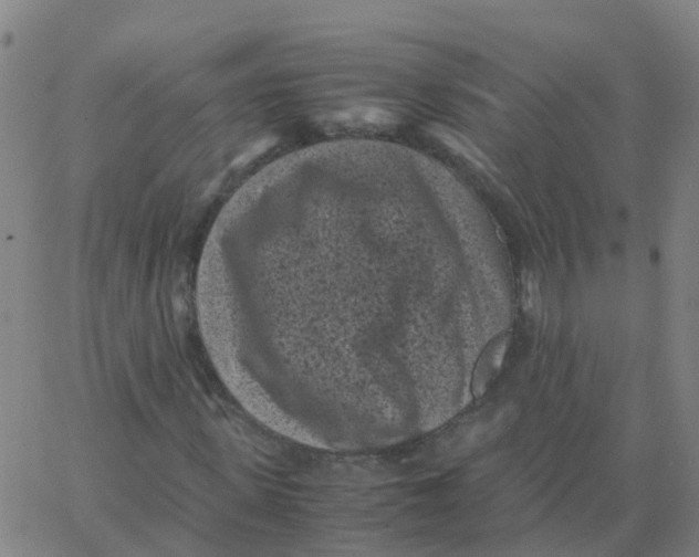 X0000066100915200603312021