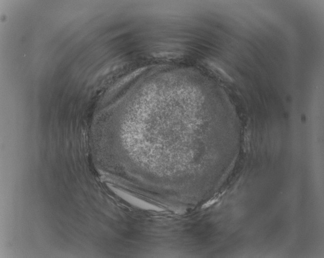 X0000066100917200603312021