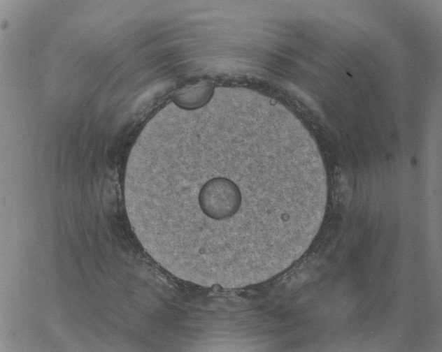 X0000066100918200603312021