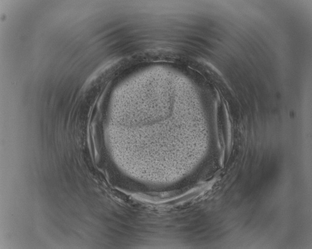 X0000066100919200603312021