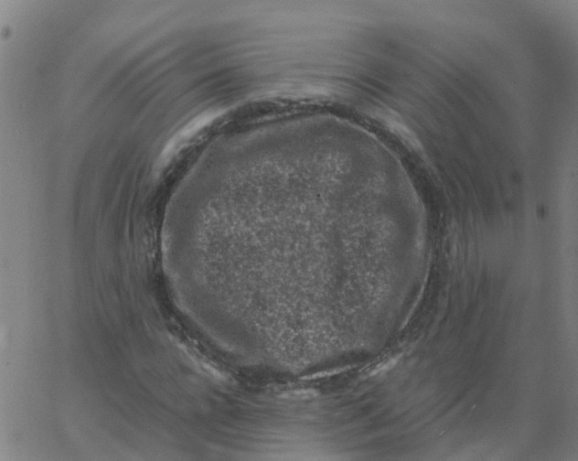 X0000066100920200603312021