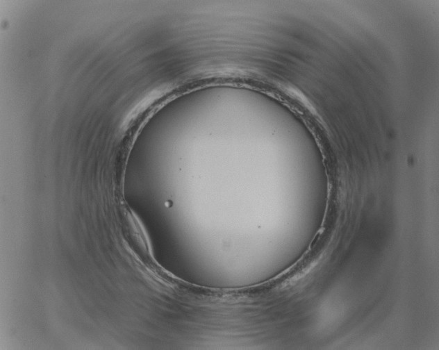 X0000066100922200603312021