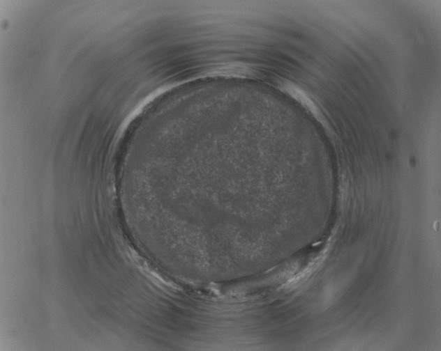 X0000066100923200603312021