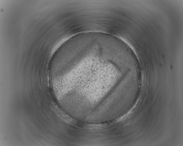 X0000066100925200603312021