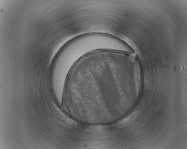 X0000066100926200603312021