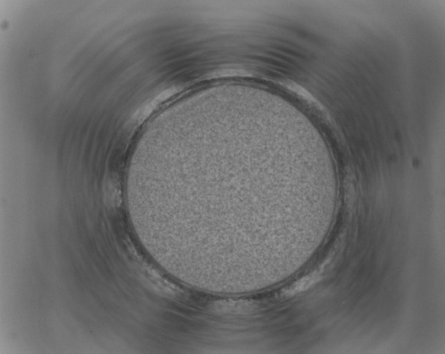 X0000066100929200603312021