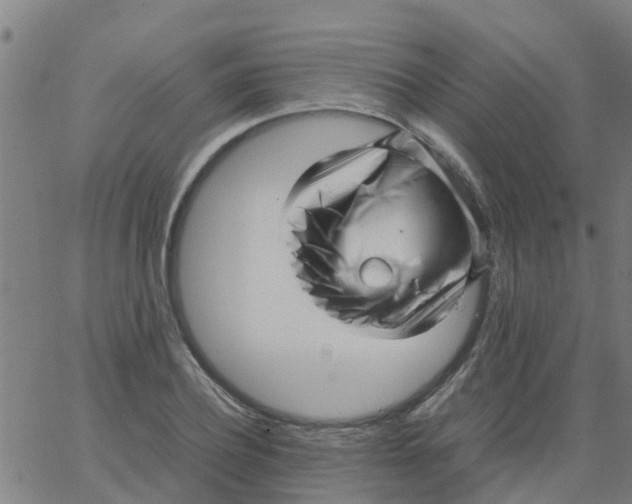 X0000066100932200603312021