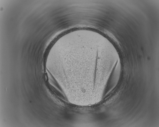 X0000066100934200603312021