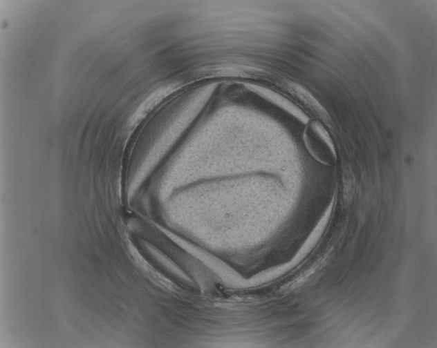 X0000066100938200603312021